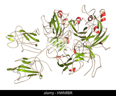 Coagulation factor VIII (fVIII) protein, 3D rendering. Deficiency causes hemophilia A. Cartoon representation with secondary structure coloring (green Stock Photo