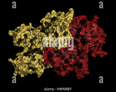 Coagulation factor VIII (fVIII) protein, 3D rendering. Deficiency causes hemophilia A. Cartoon representation combined with semi-transparent surfaces, Stock Photo