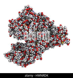 Human serum albumin protein, 3D rendering. Atoms are represented as spheres with conventional color coding: hydrogen (white), carbon (grey), nitrogen  Stock Photo