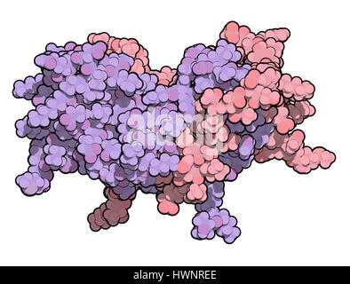 Interferon gamma (IFNg) cytokine molecule, 3D rendering. Recombinant form used in treatment of osteopetrosis and chronic granulomatous disease. Atoms  Stock Photo