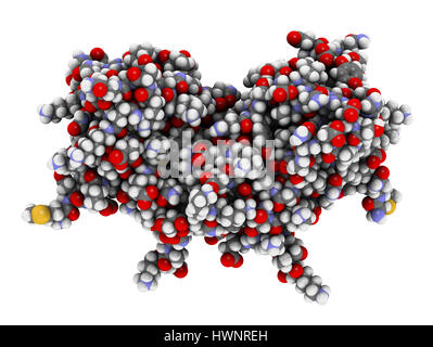 Interferon gamma (IFNg) cytokine molecule, 3D rendering. Recombinant form used in treatment of osteopetrosis and chronic granulomatous disease. Atoms  Stock Photo