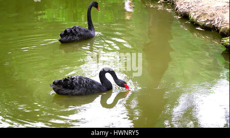 A pair of beautiful black swans floating on the lake surface. Stock Photo