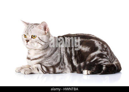 Silver bicolor scottish kitten Stock Photo