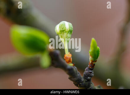 young cherry blossom preparing flourish Stock Photo