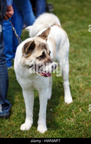 White alabai big dog standing on the grass Stock Photo