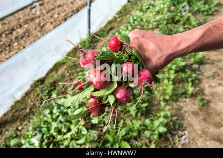 Man holding a bunch of freshly picked radish as he harvests the spring crop on a farm or market garden, close up view of his hand