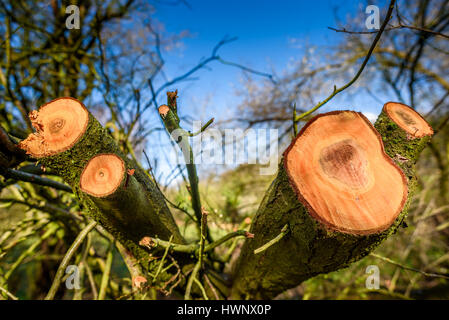 Freshly sawn timber in a forest. Stock Photo