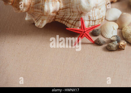 Seashells and starfish on wooden background Stock Photo