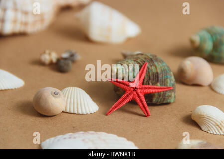 Seashells and starfish on light background Stock Photo