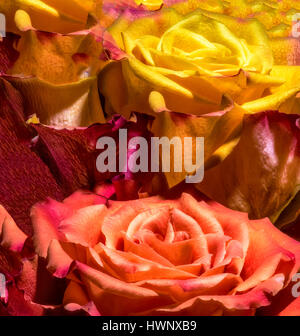 Yellow Orange Red Brown Floral Rose Duet Petals Background Pattern Stock Photo