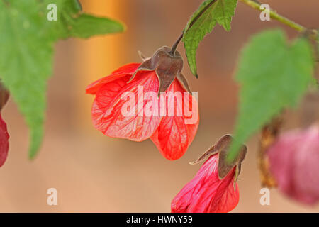 abutilon Ashford red or mallow flower tree or Indian mallow, Chinese bell flower, Chinese lantern sometimes wrongly named sleeping hibiscus in Italy Stock Photo