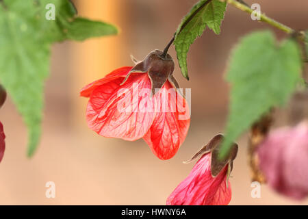 abutilon Ashford red or mallow flower tree or Indian mallow, Chinese bell flower, Chinese lantern sometimes wrongly named sleeping hibiscus in Italy Stock Photo