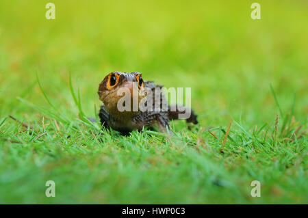 croc skink Stock Photo