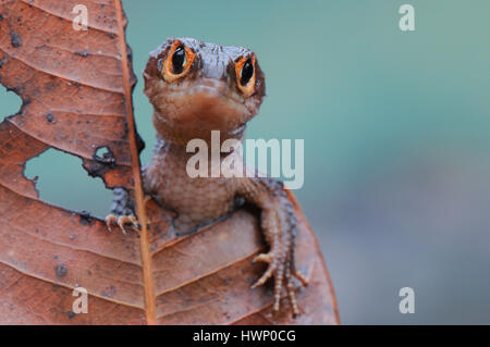 croc skink Stock Photo