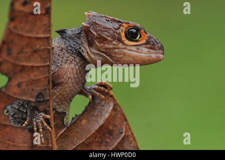 croc skink Stock Photo