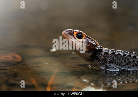 croc skink Stock Photo