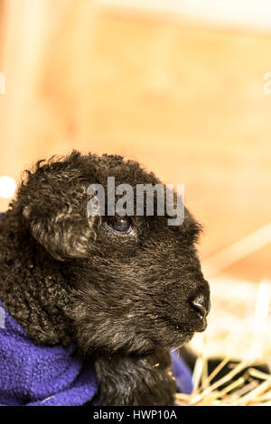 Baby black lamb in a blue blanket Stock Photo