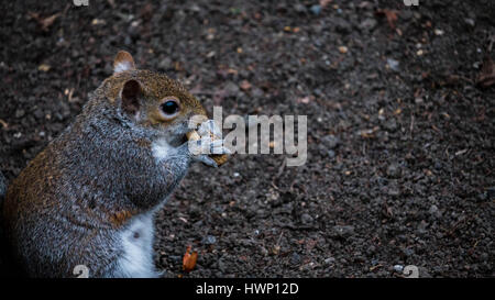 Squirrel eating nut Stock Photo