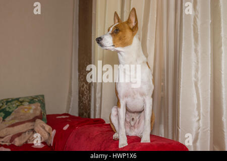 Indoor portrait of self-confident basenji dog sitting on a sofa Stock Photo