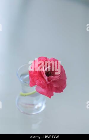 pink ranunculus flowers in small glass vase against light blurred background Stock Photo