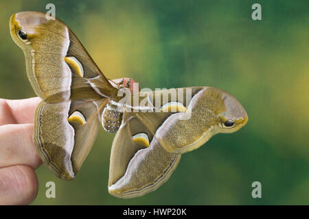 Götterbaum-Spinner, Götterbaumspinner, Ailanthus-Spinner, Ailanthusspinner, Samia cynthia, Ailanthus silkmoth, Le Bombyx de l'ailante, Croissant, Pfau Stock Photo