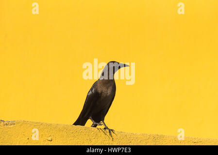 A Great-Tailed Grackle (Quiscalus mexicanus) against a yellow background in Chiapas State, Mexico Stock Photo