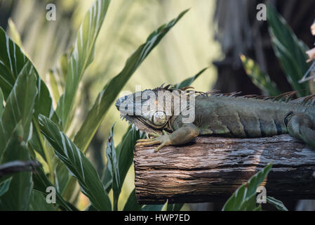 A large statuesque Iguana on a roof beam in Palenque, Mexico Stock Photo