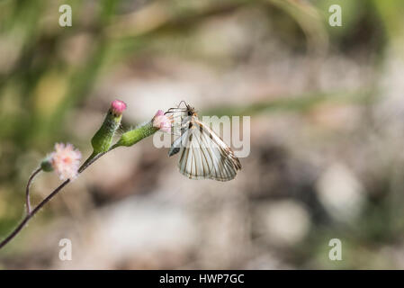 A Veined White-Skipper (Heliopetes arsalte) feeding in Chiapas State, Mexico Stock Photo