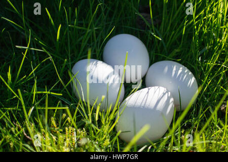 Four white chicken eggs in long grass. Stock Photo