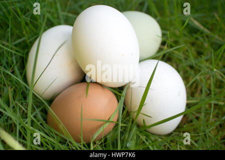Fresh White, Blue and Brown Eggs on Lawn Stock Photo