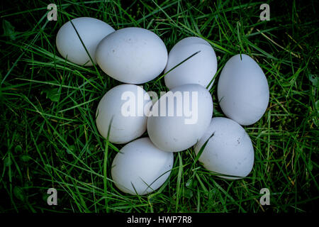 Eight Fresh White Eggs on Lawn taken on warm sring day Stock Photo