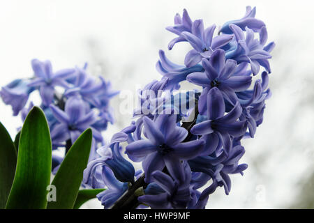 Close-up view of purple hyacinths (hyacinthus) in bloom growing in a pot on a windowsill under a velux window in Wales UK  KATHY DEWITT Stock Photo