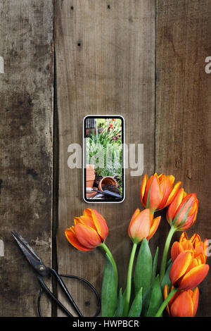 Overhead shot of a bouquet of tulips with a picture of a herb garden on a cell phone over a rustic wood table. Flat lay overhead view style. Stock Photo