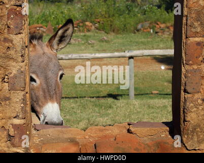 A small grey donkey peeks through the window of a run down old abandoned stable Stock Photo