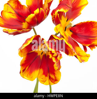 Striking Tulipa Parrot Tulip ' Bright Parrot' on a plain white background Stock Photo