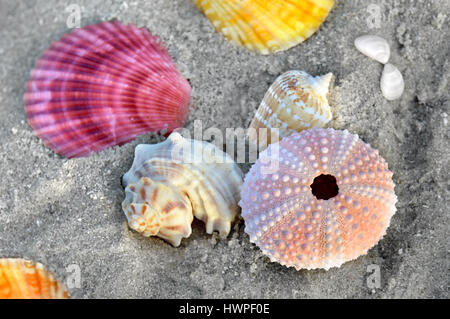 Mixing colorful of shell fish on the beach whit space for text in sunset lighting one side low light and dark shadow Stock Photo