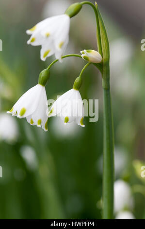 LEUCOJUM AESTIVUM SUMMER SNOWFLAKE CLOSE-UP Stock Photo