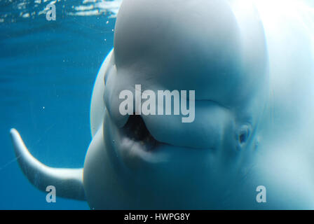 Beluga whale with his mouth wide open showing off his teeth Stock Photo ...