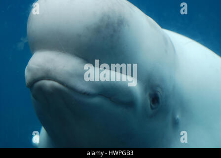 A great look at the teeth of a beluga whale with his mouth open ...
