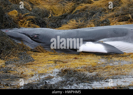 Minke whale deceased in Casco Bay Maine. Stock Photo