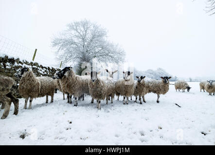 Teesdale, County Durham, UK. 22nd March 2017. UK Weather. After a night of heavy overnight snow a flock of sheep wait patiently for their morning feed. Credit: David Forster/Alamy Live News Stock Photo