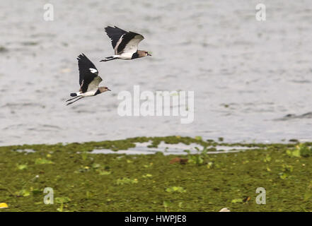 Sao Paulo. 17th Mar, 2017. Photo taken on March 17, 2017 shows birds flying over the Guarapiranga dam in Sao Paulo, Brazil. The Guarapiranga dam, one of the main water providers for the metropolitan region of Sao Paulo, is supplied by the Guarapiranga river and other smaller rivers and streams. Credit: Rahel Patrasso/Xinhua/Alamy Live News Stock Photo