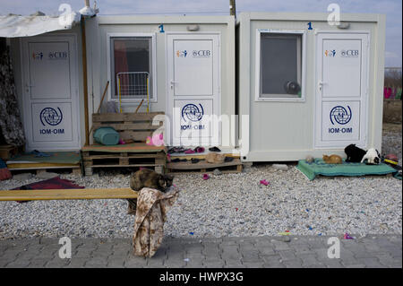 Gevgelija, Republic of Macedonia. 13th Feb, 2017. Cats stay beside container houses at the Vinojug Temporary Transit Center in Gevgelija, south Macedonia close to the border with Greece. Credit: Jordi Boixareu/ZUMA Wire/Alamy Live News Stock Photo