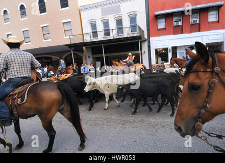 Kissimmee, USA. 03rd Apr, 2017. Cowboys on horses move a herd of cattle through the streets of downtown Kissimmee, Florida during the 2017 Ram National Circuit Finals Annual Cattle Drive on April 3, 2017. The cattle drive is a prelude to the rodeo event which will be held at the Sliver Spurs Arena in Kissimmee from April 6-9, 2017. Credit: Paul Hennessy/Alamy Live News Stock Photo