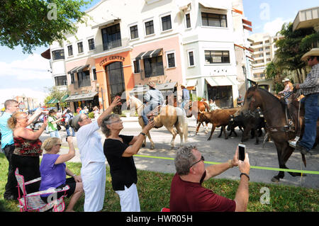 Kissimmee, USA. 03rd Apr, 2017. Spectators take photographs as cowboys on horses move a herd of cattle through the streets of downtown Kissimmee, Florida during the 2017 Ram National Circuit Finals Annual Cattle Drive on April 3, 2017. The cattle drive is a prelude to the rodeo event which will be held at the Sliver Spurs Arena in Kissimmee from April 6-9, 2017. Credit: Paul Hennessy/Alamy Live News Stock Photo