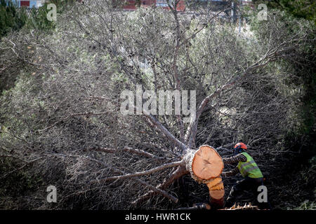 Sant Cugat del Valles, Barcelona, Spain - April 3, 2017:  A forest is being felled to build on green areas. Stock Photo