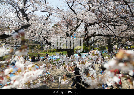 Tokyo, Japan. 4th Apr, 2017. People enjoy the cherry blossoms at Chidorigafuchi park on April 4, 2017, Tokyo, Japan. The Japan Meteorological Agency announced that Tokyo's cherry trees were in full bloom on Sunday morning based on measurements taken at Yasukuni Shrine. Chidorigafuchi park is one Tokyo's most popular locations for hanami (cherry blossom viewing) during this season. Credit: Rodrigo Reyes Marin/AFLO/Alamy Live News Stock Photo