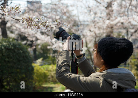 Tokyo, Japan. 4th Apr, 2017. A woman takes pictures of the cherry blossoms at Chidorigafuchi park on April 4, 2017, Tokyo, Japan. The Japan Meteorological Agency announced that Tokyo's cherry trees were in full bloom on Sunday morning based on measurements taken at Yasukuni Shrine. Chidorigafuchi park is one Tokyo's most popular locations for hanami (cherry blossom viewing) during this season. Credit: Rodrigo Reyes Marin/AFLO/Alamy Live News Stock Photo