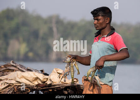 Bangladesh, The Sundarbans, Sundarbans National Park. Waterways between Harbaria and Charaputia. Typical prawn (chingri) fisherman in mangrove and pal Stock Photo