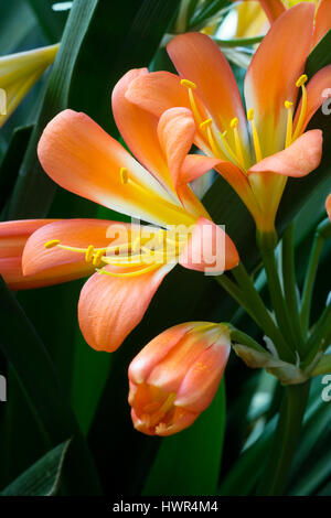 Orange clivia miniata flower closeup